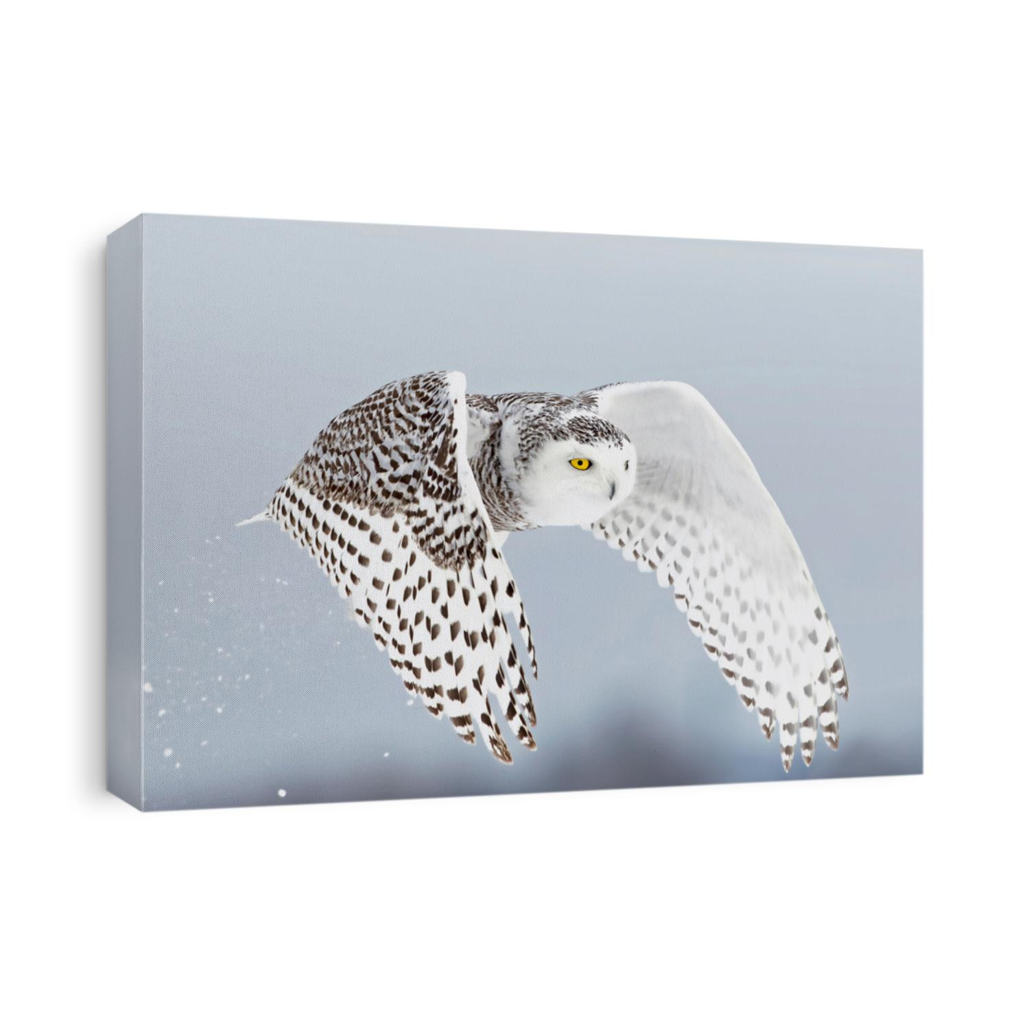 Snowy owl (Bubo scandiacus) lifts off and flies low hunting over a snow covered field in Ottawa, Canada