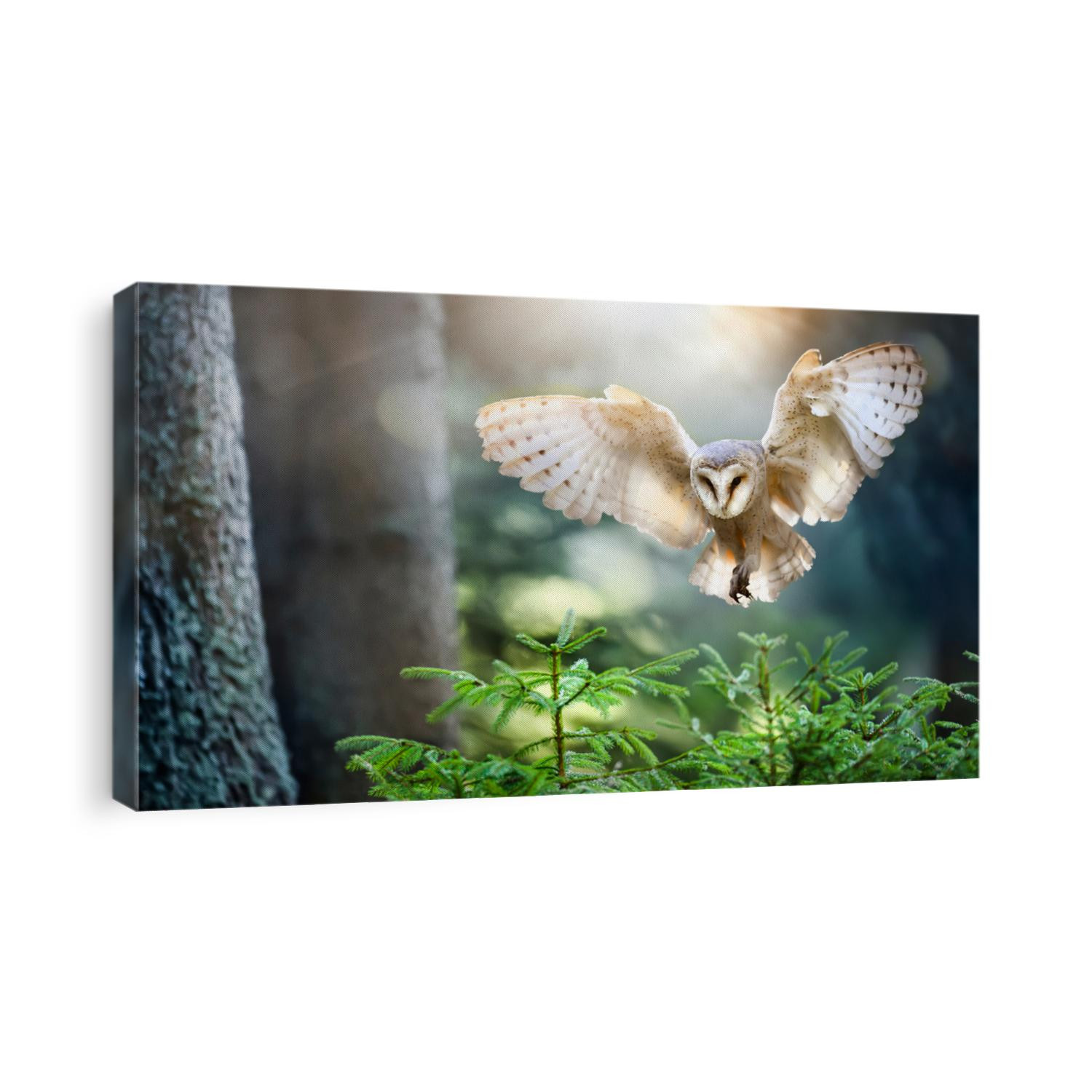 Hunting Barn Owl in flight.  Wildlife scene from wild forest. Flying bird tyto alba.