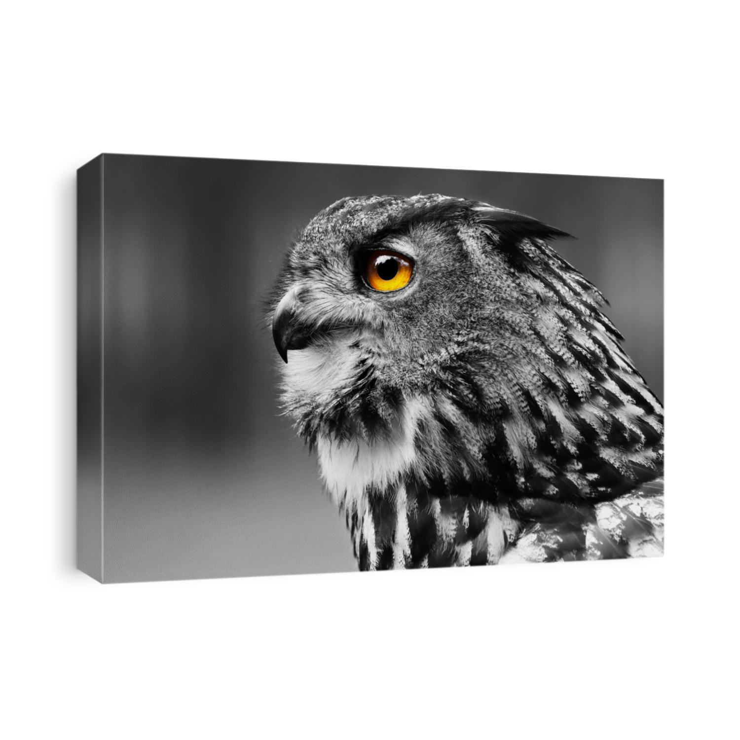 Black and white detail portrait owl. Favorite owl taken from a profile. Owl know as bubo bubo. Monochromatic focus from nature.
