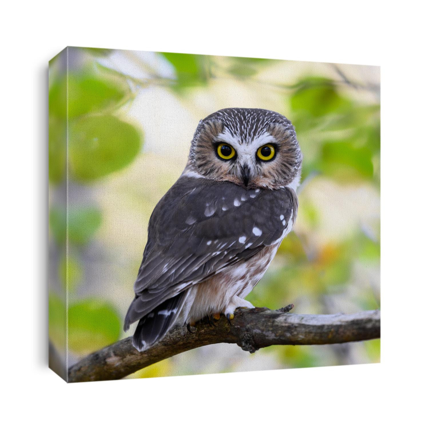 Northern Saw-whet Owl Portrait in Fall