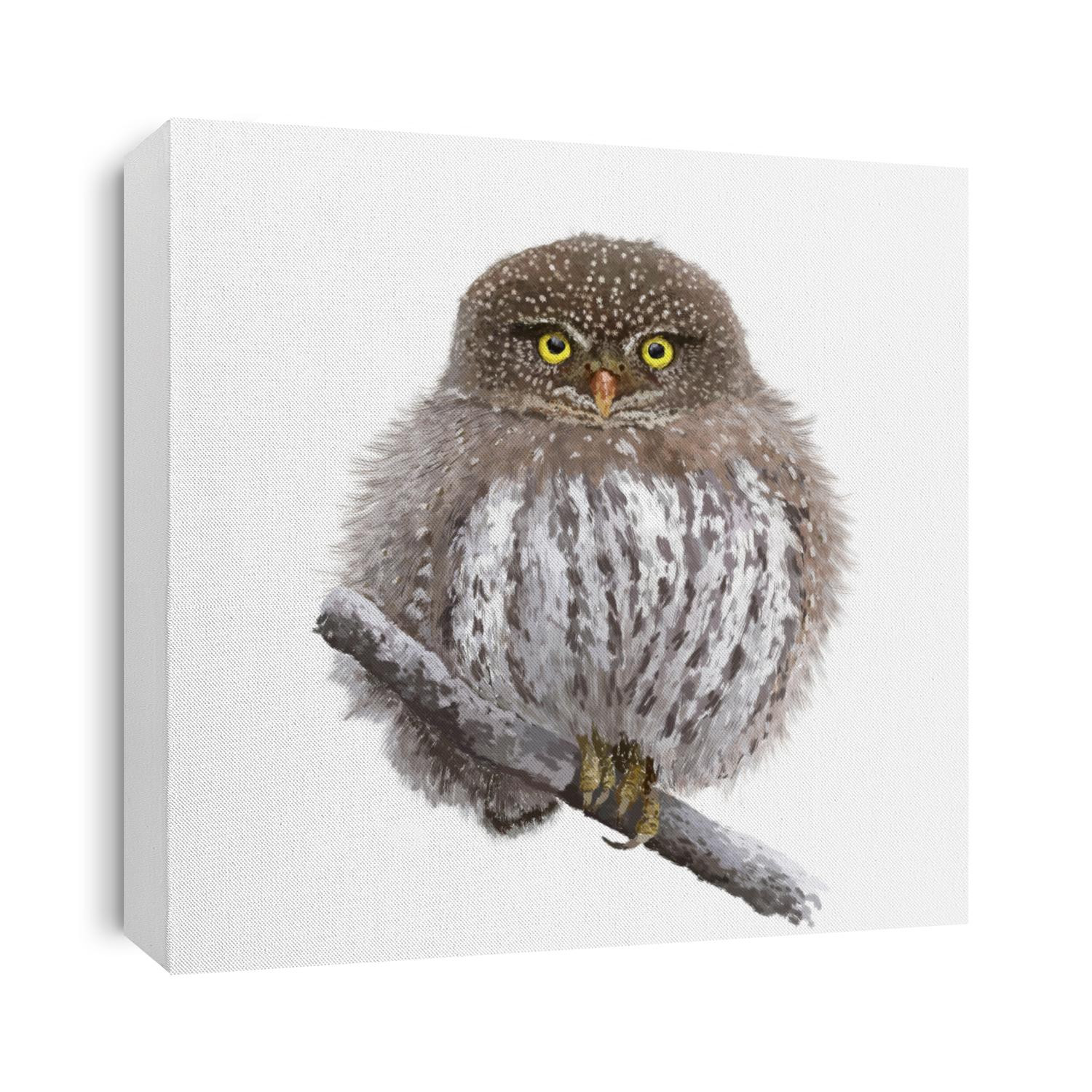 The northern pygmy owl (Glaucidium californicum), beautiful bird on the branch, hand drawn isolated on a white background