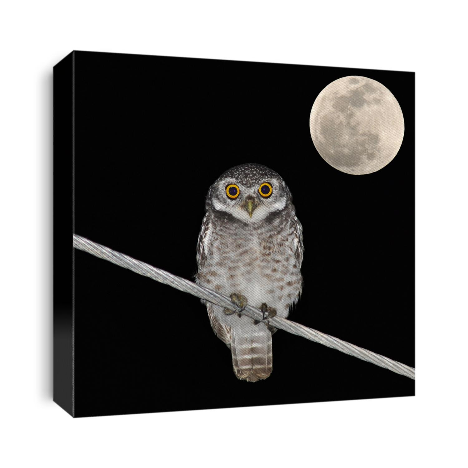 Owl bird at night and the moon