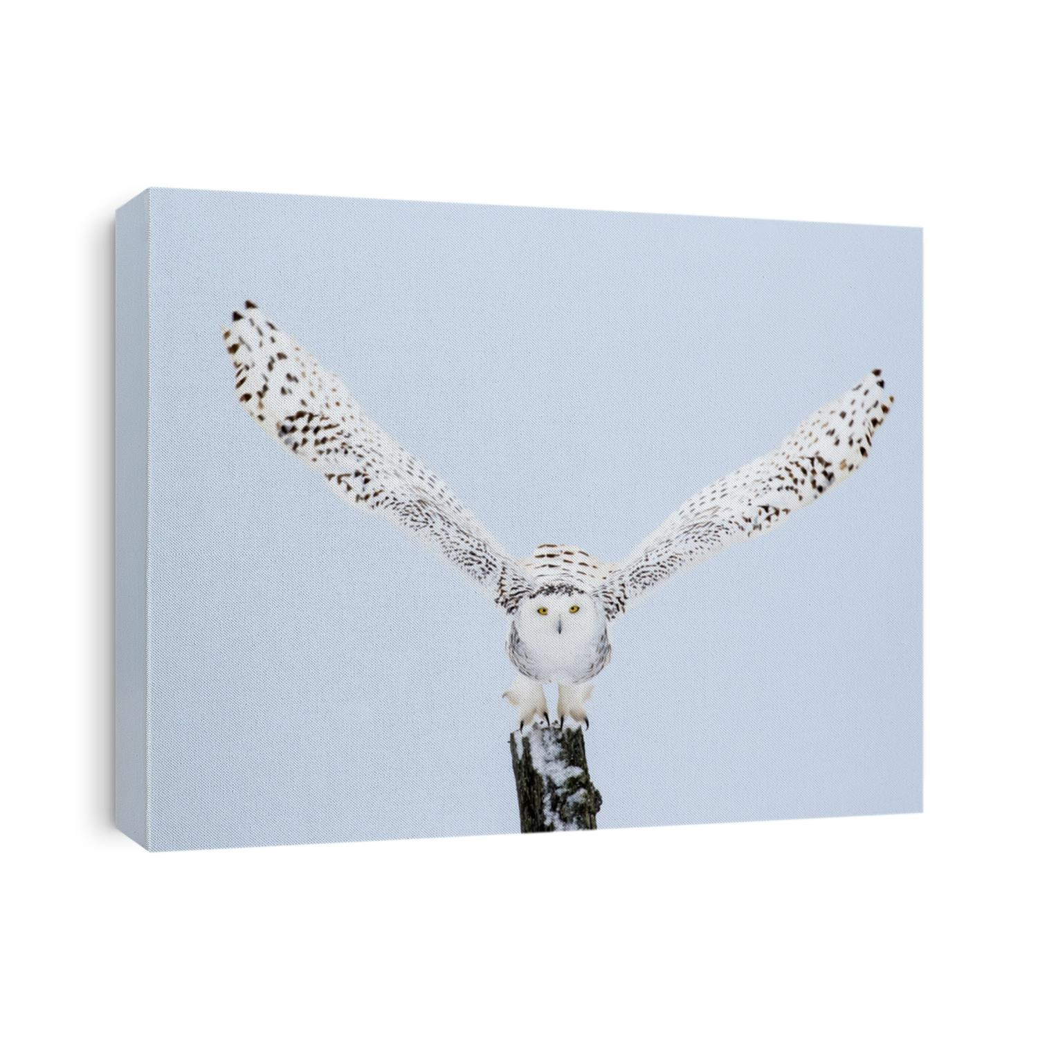 Snowy Owl, Bubo Scandiacus, flying from a post with direct eye contact.