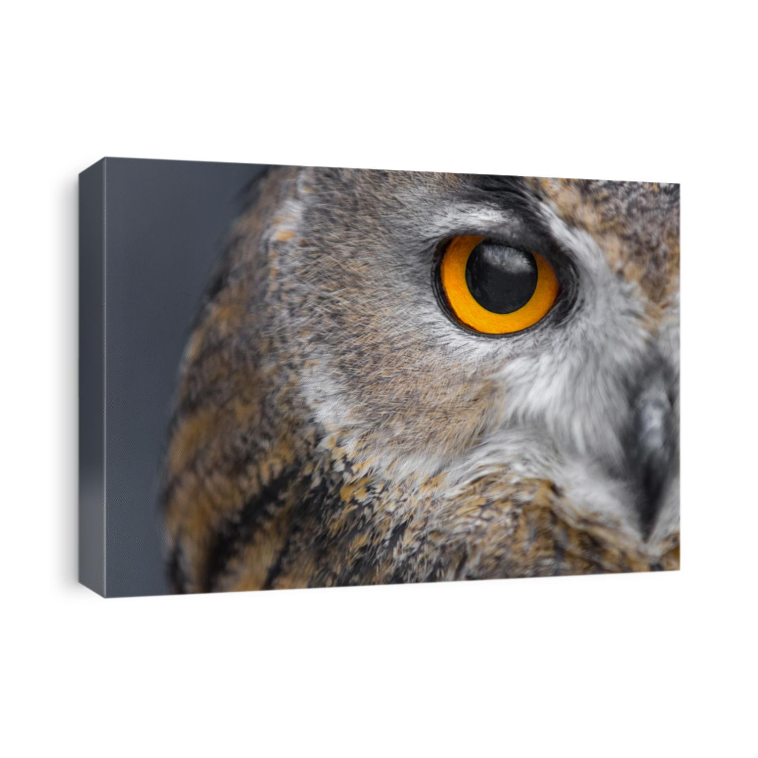 portrait of eagle owl with piercing yellow eyes