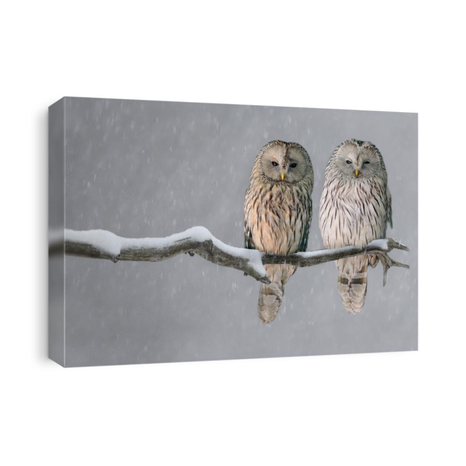 Pair of Ural owls sitting on branch (Strix uralensis)