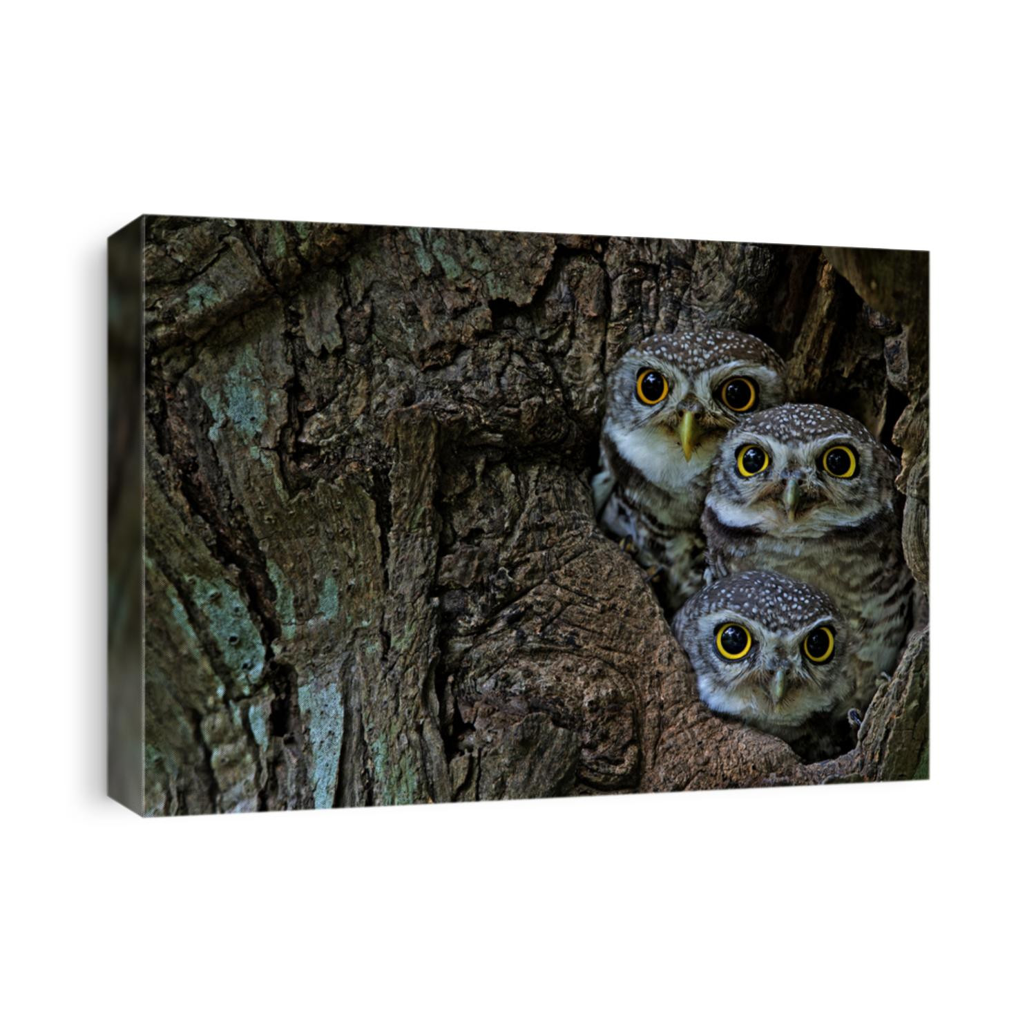 Bird, Owl, Three Spotted owlet (Athene brama) in tree hollow,Bird of Thailand
