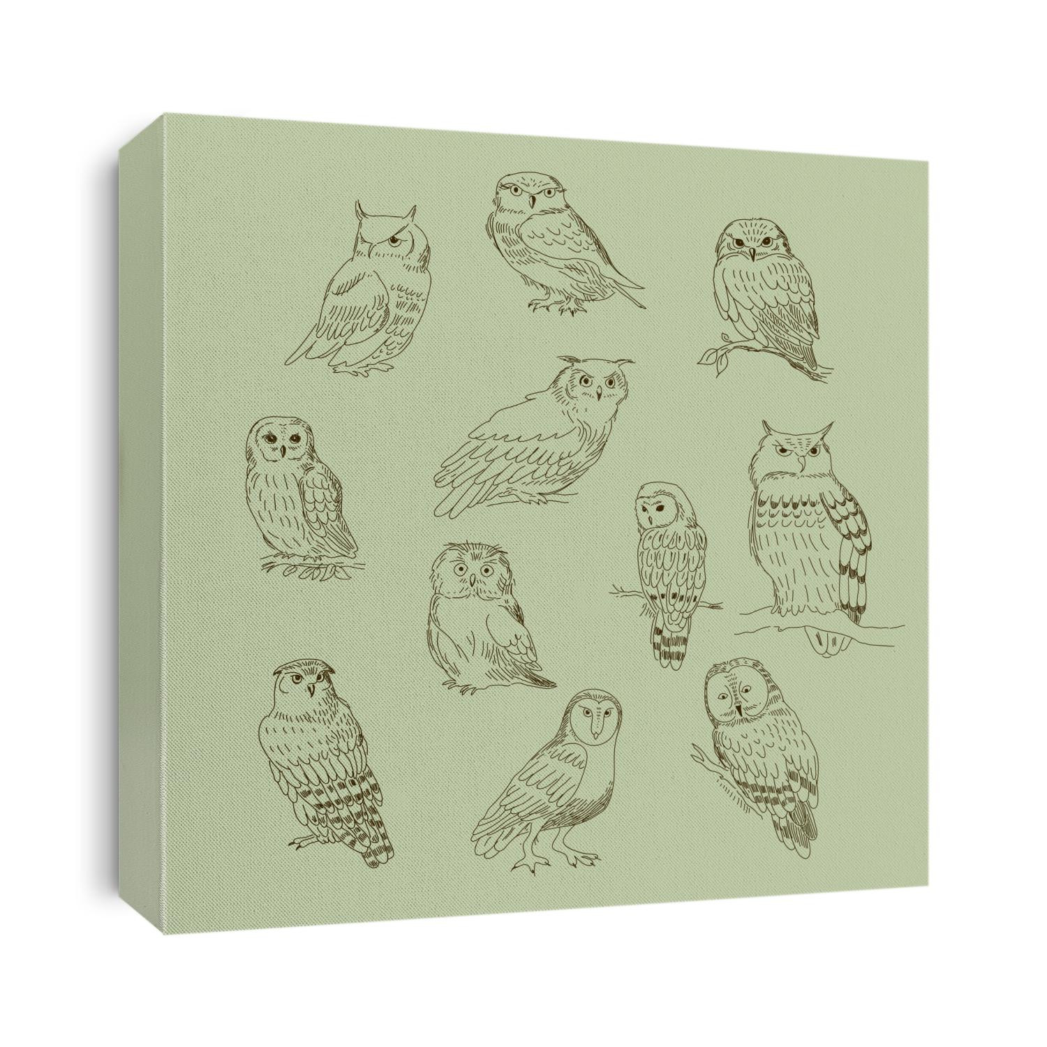 Collection of a cute cartoon of different owls.