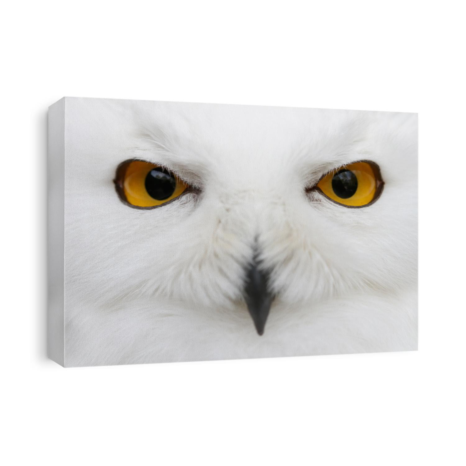 Evil eyes of the snow - Close-up portrait of a Snowy owl (Bubo scandiacus) looking directly into the camera.