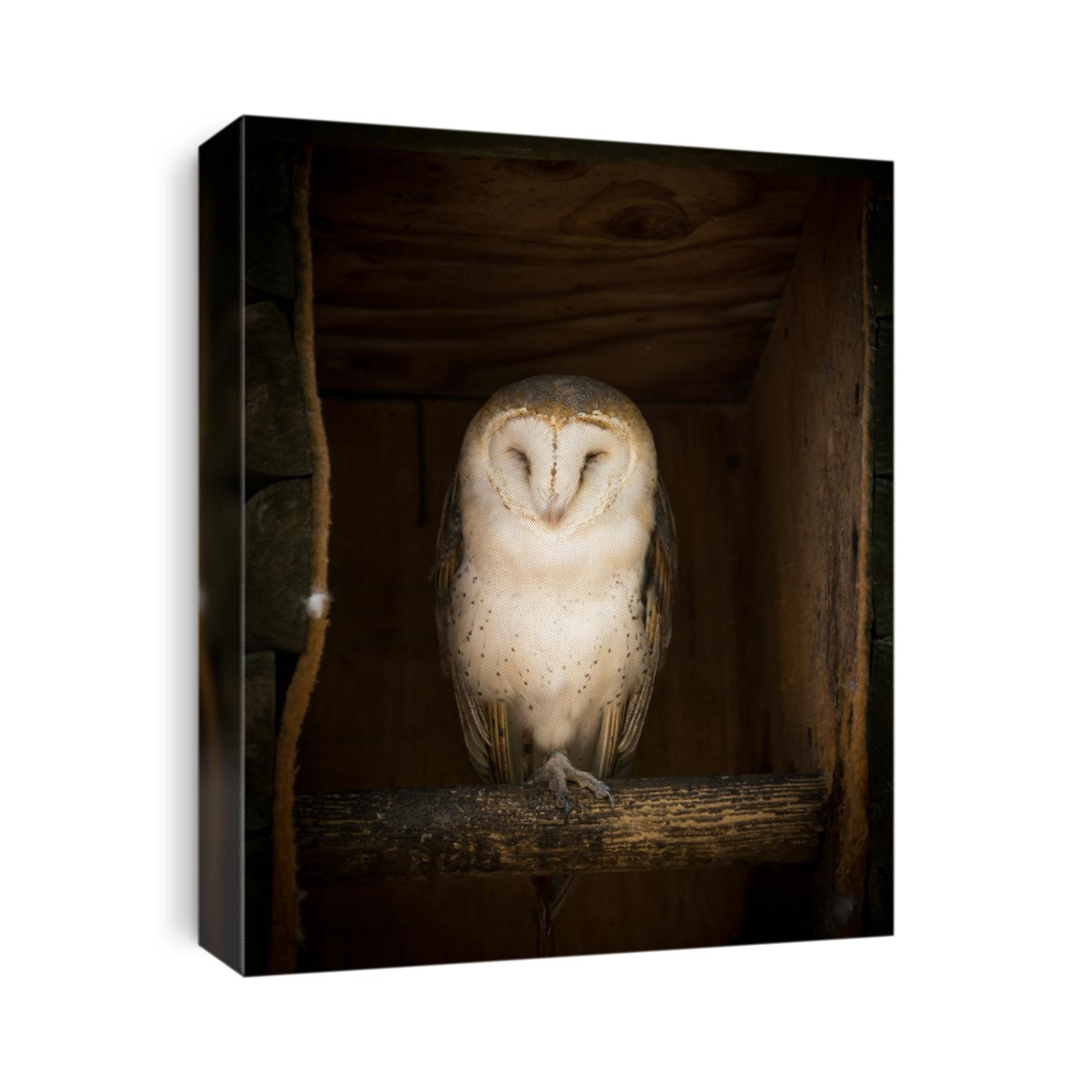 Barn owl in nesting box