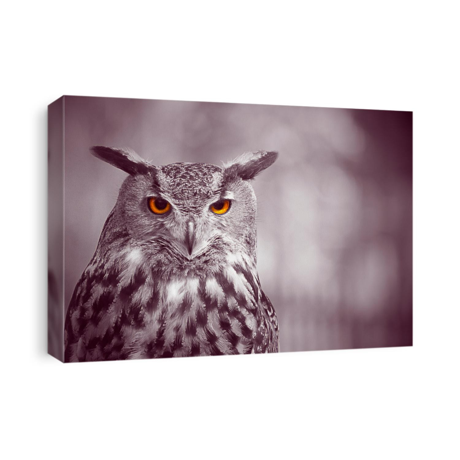 Owl looking into camera abstract