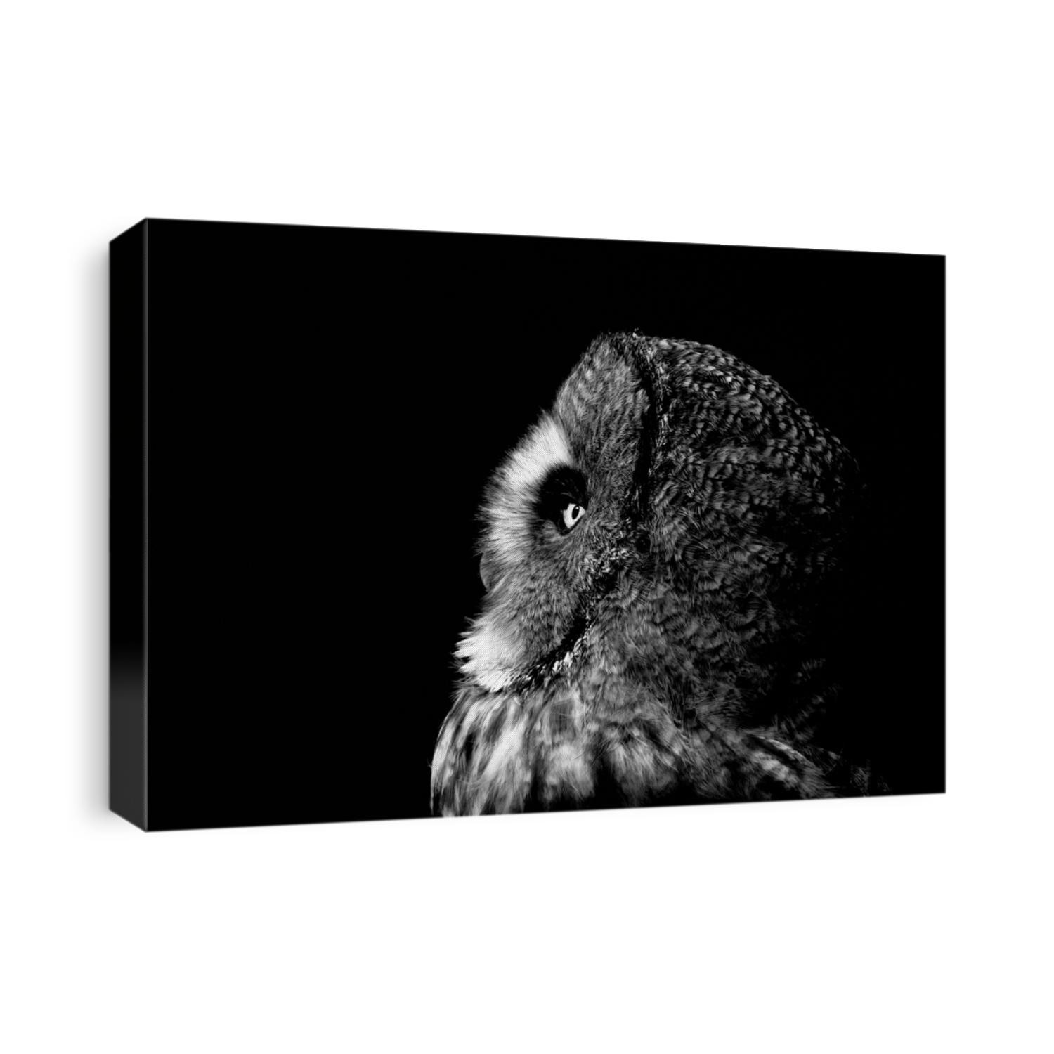 Great Grey Owl black and white portrait showing a side view of the bird of prey with only its face lit from the left.