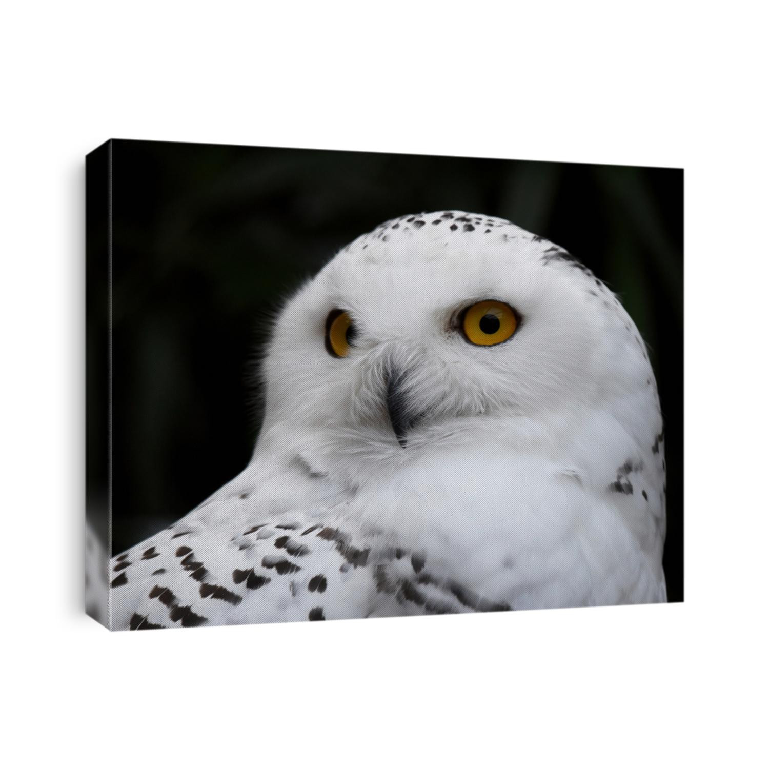 The snowy owl (Bubo scandiacus) is a large, white owl of the true owl family.