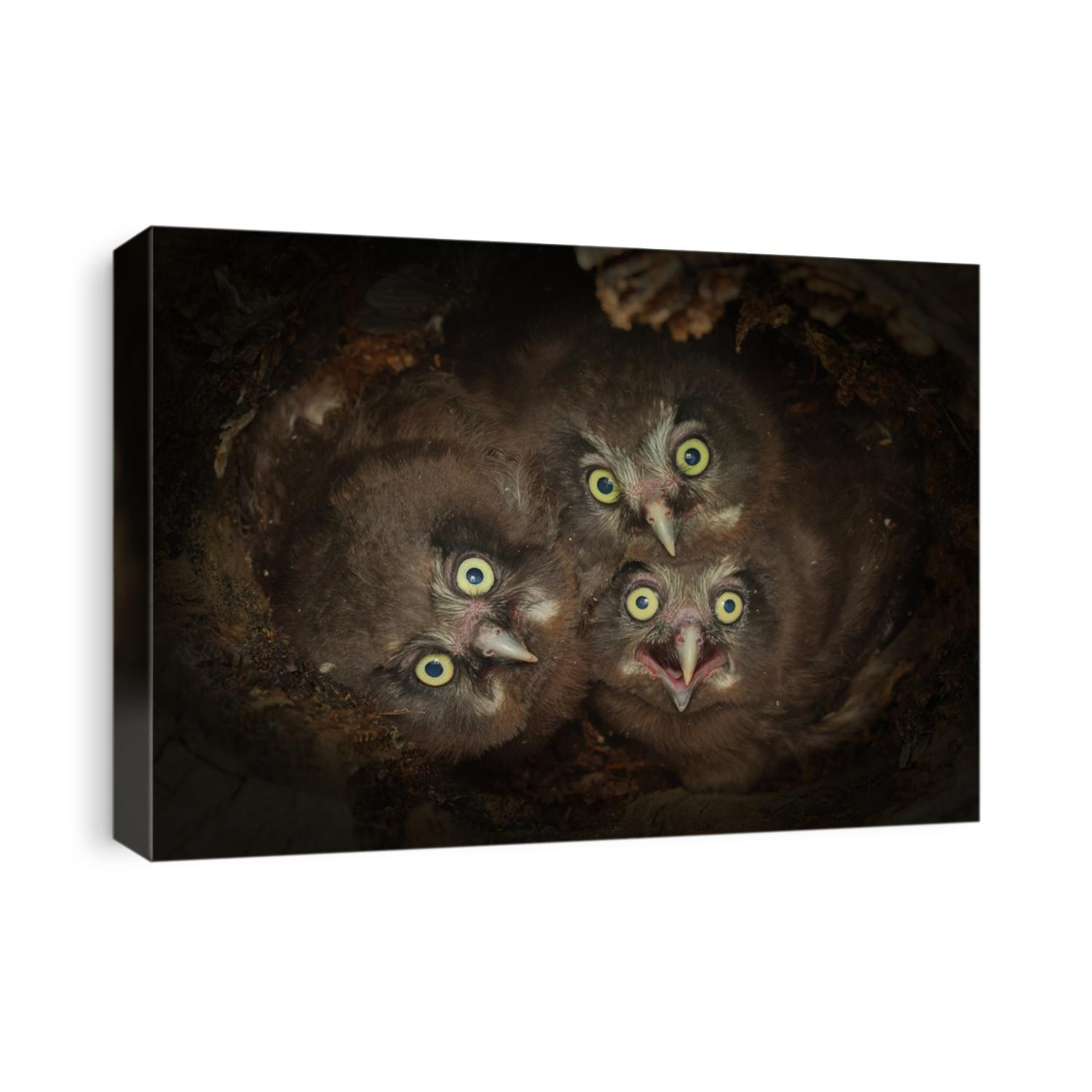 Aegolius funereus Tengmalm's Owl young birds