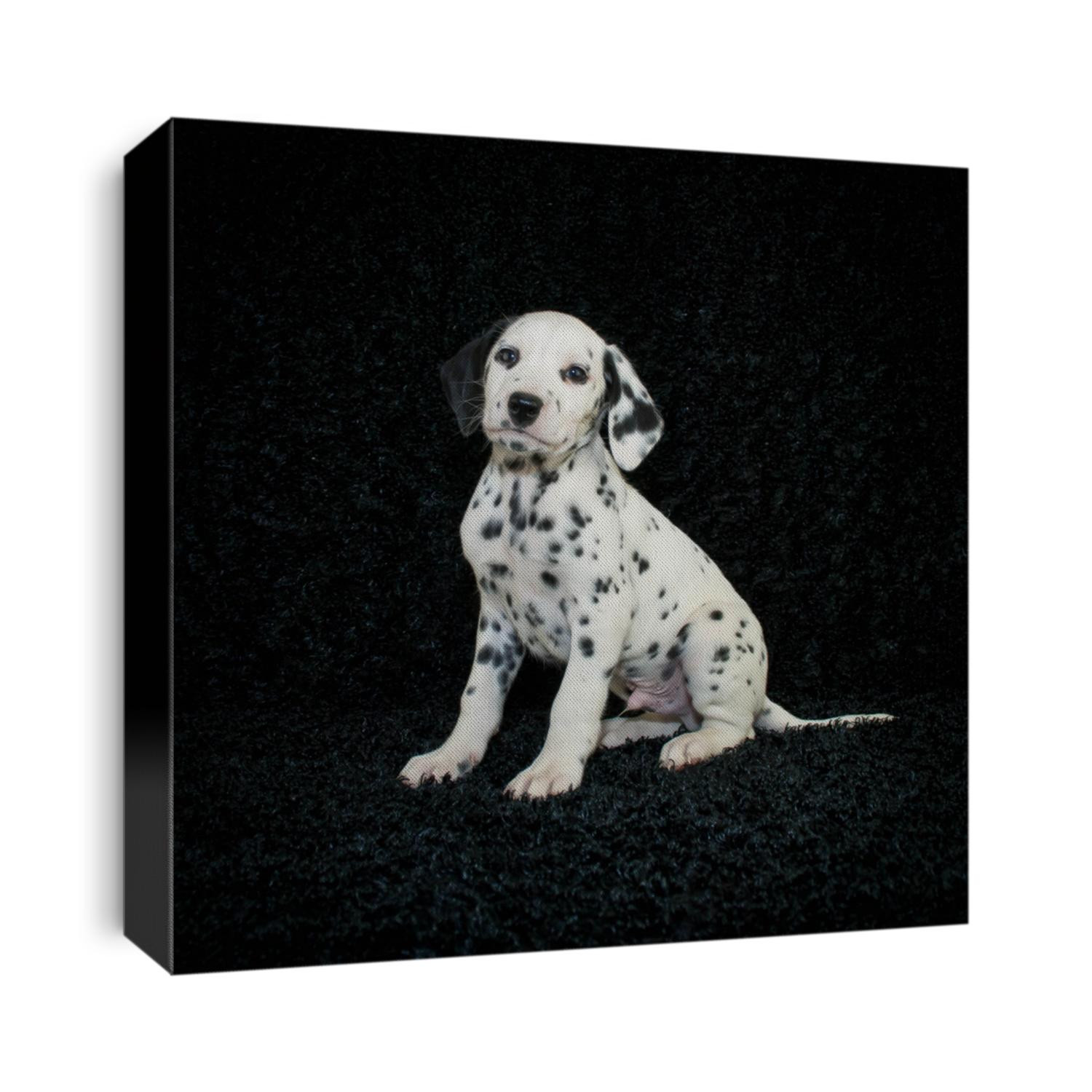 Cute Dalmation puppy sitting on a black background.