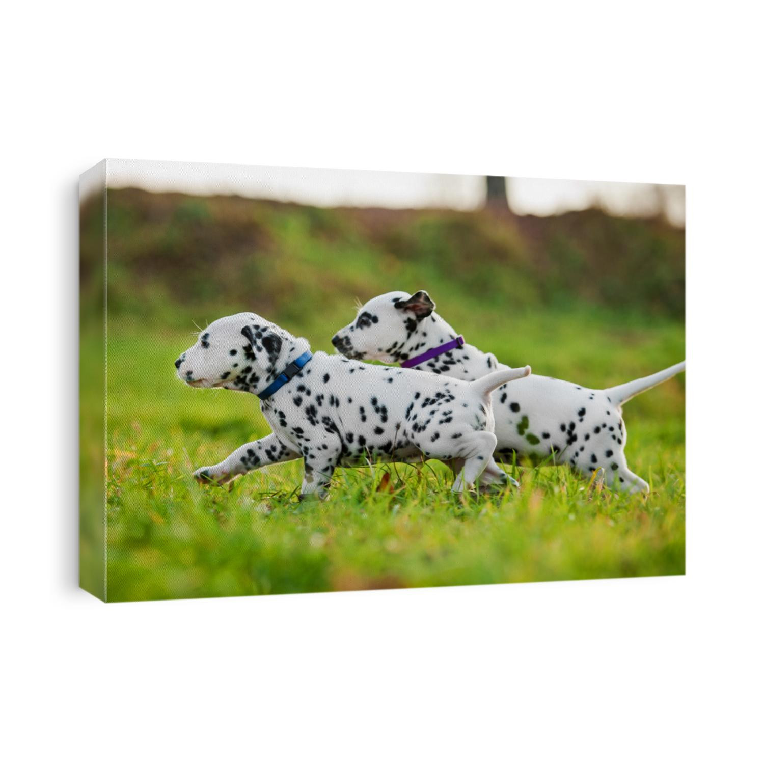 Two dalmatian puppies playing