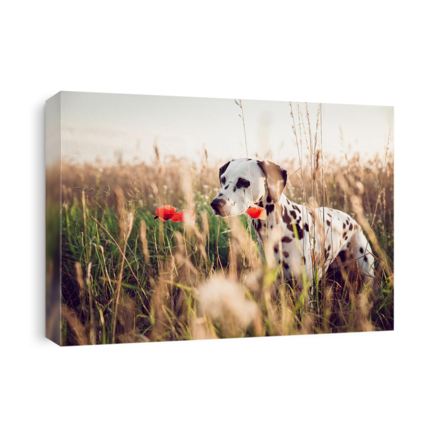 Cute Dalmatian Dog In A Cornfield