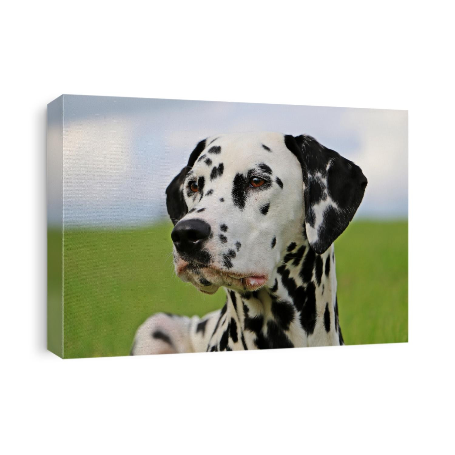 dalmatian dog portrait in the garden