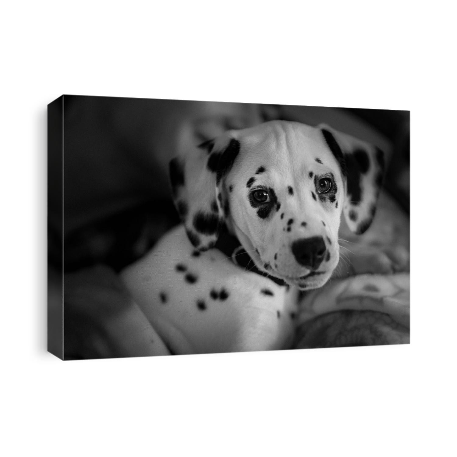 Dalmatian Aida puppy look