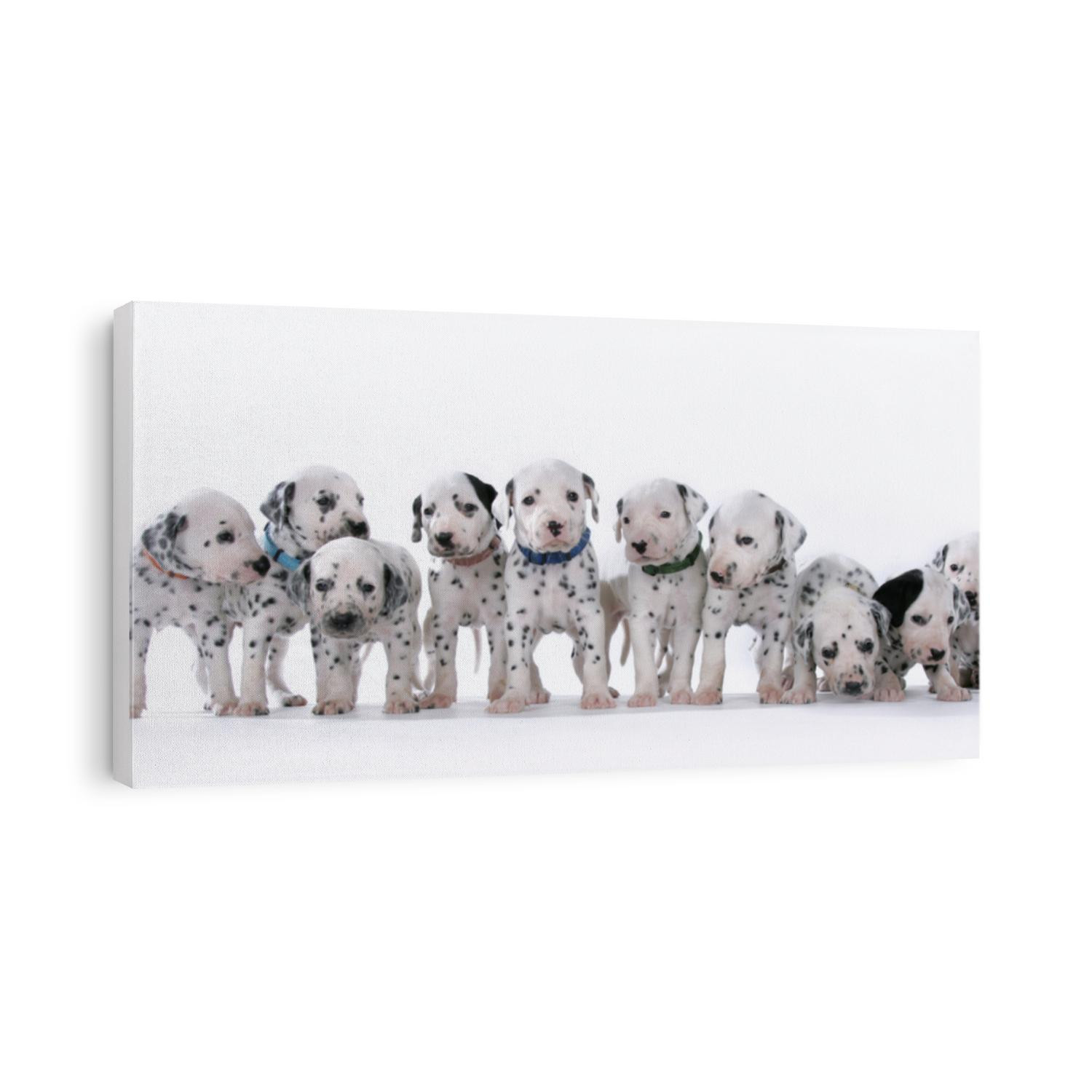 Dalmatian puppies on white background