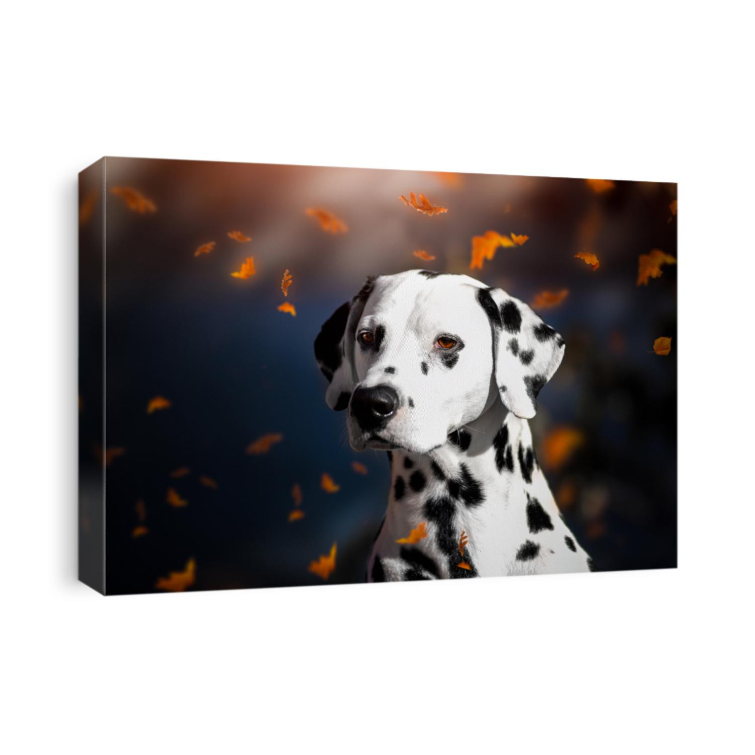 Portrait of a Dalmatian dog in autumn leaf fall in the Park.