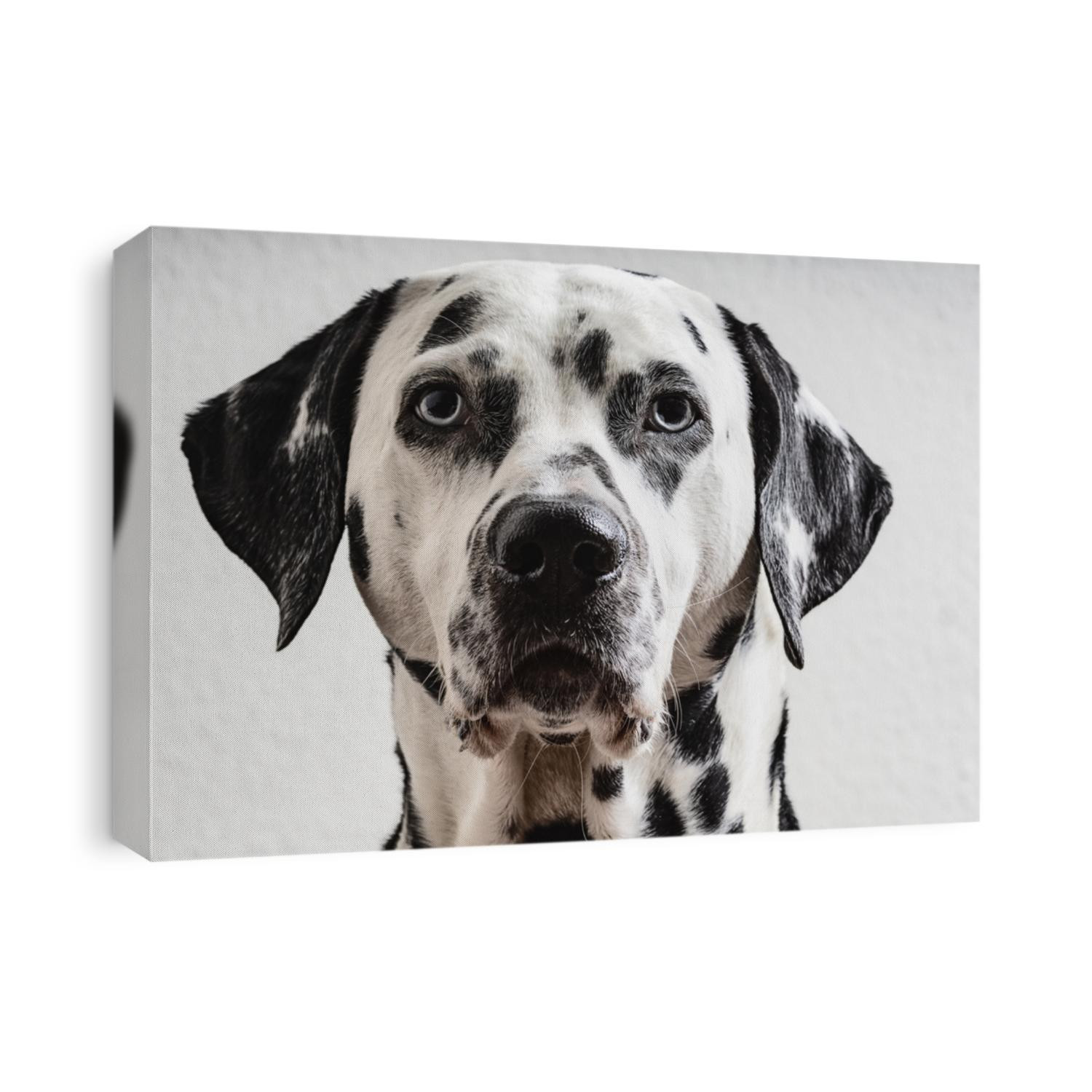 Dalmatian Dog Black White Blue 