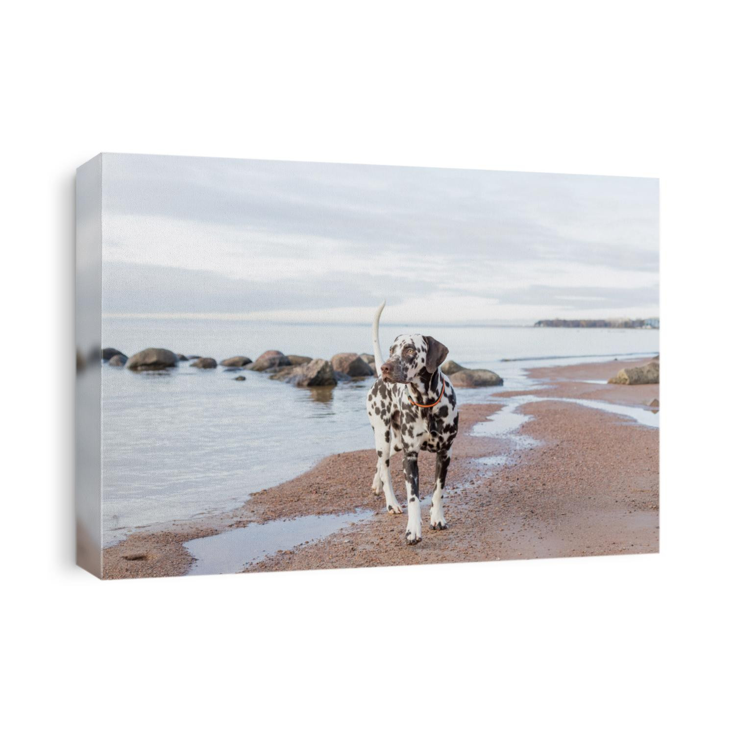 brown dalmatian puppy on the beach.Happy Dalmatian dog playing on the beach.The Dalmatian is a breed of large-sized dog walking on beach ,water splashes. cloudy weather