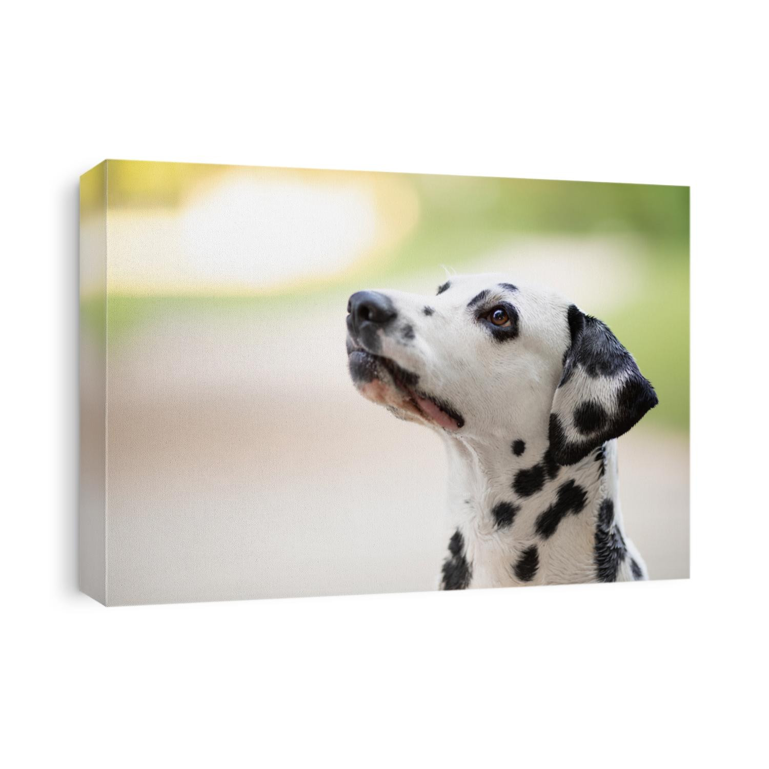 Dalmatian dog in front of light green bokeh 