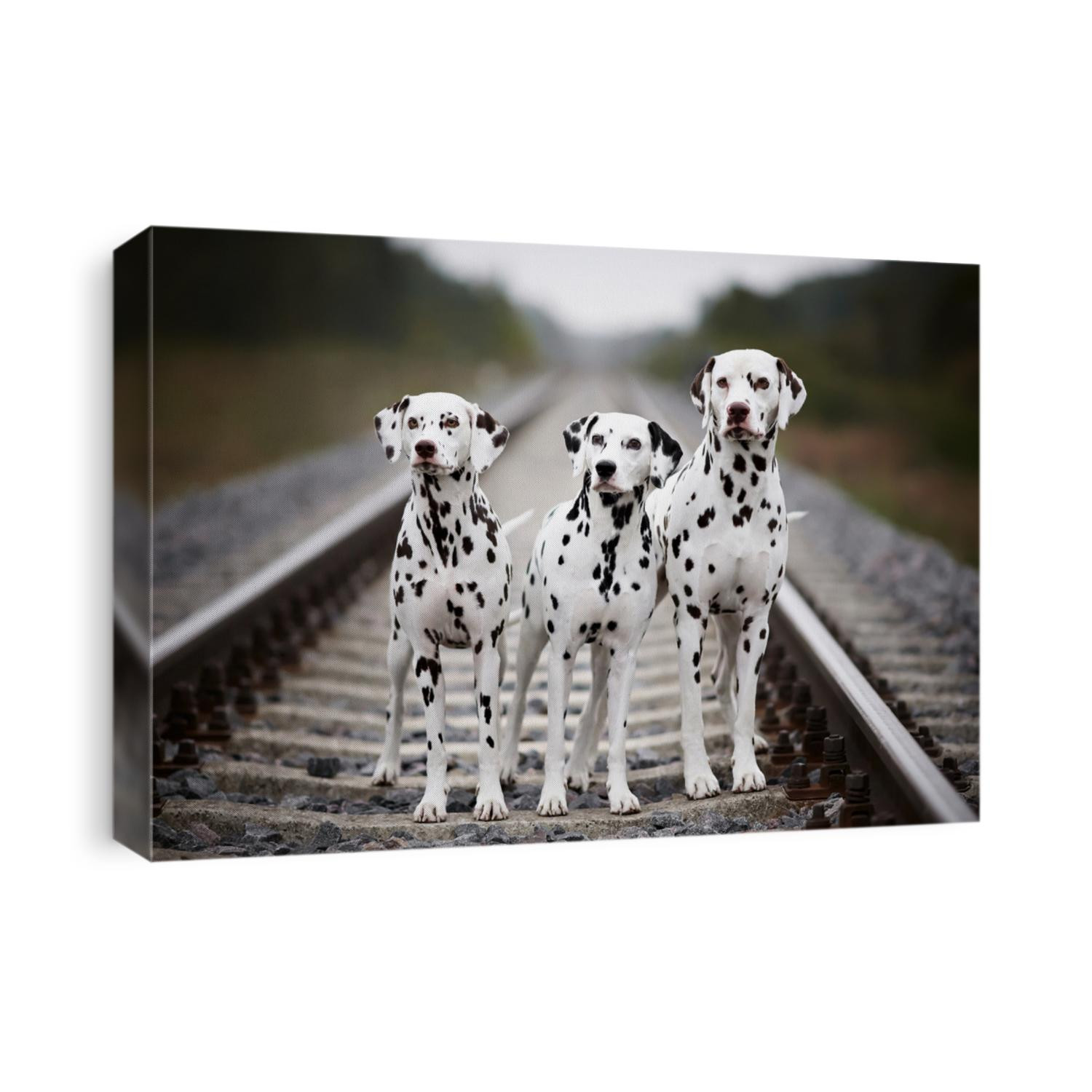 dalmatians on the railway tracks