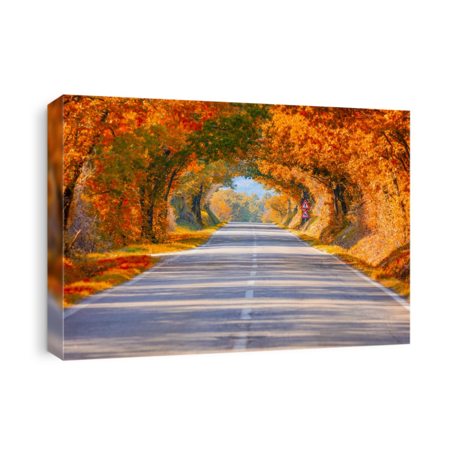 Autumn Fall Road landscape - Real trees tunnel,  beautiful autumnal colors, sunny day