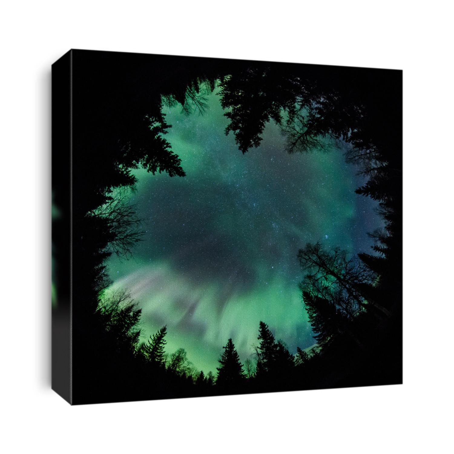 Northern lights (Aurora Borealis) above a forest fisheye