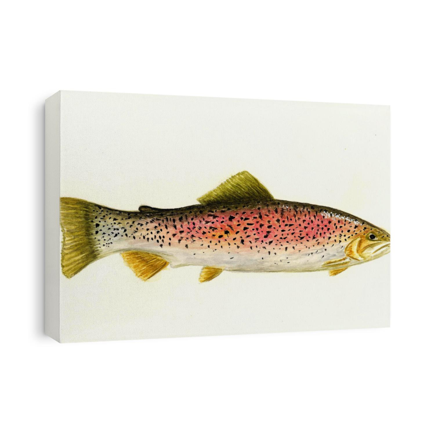 Rainbow Trout
