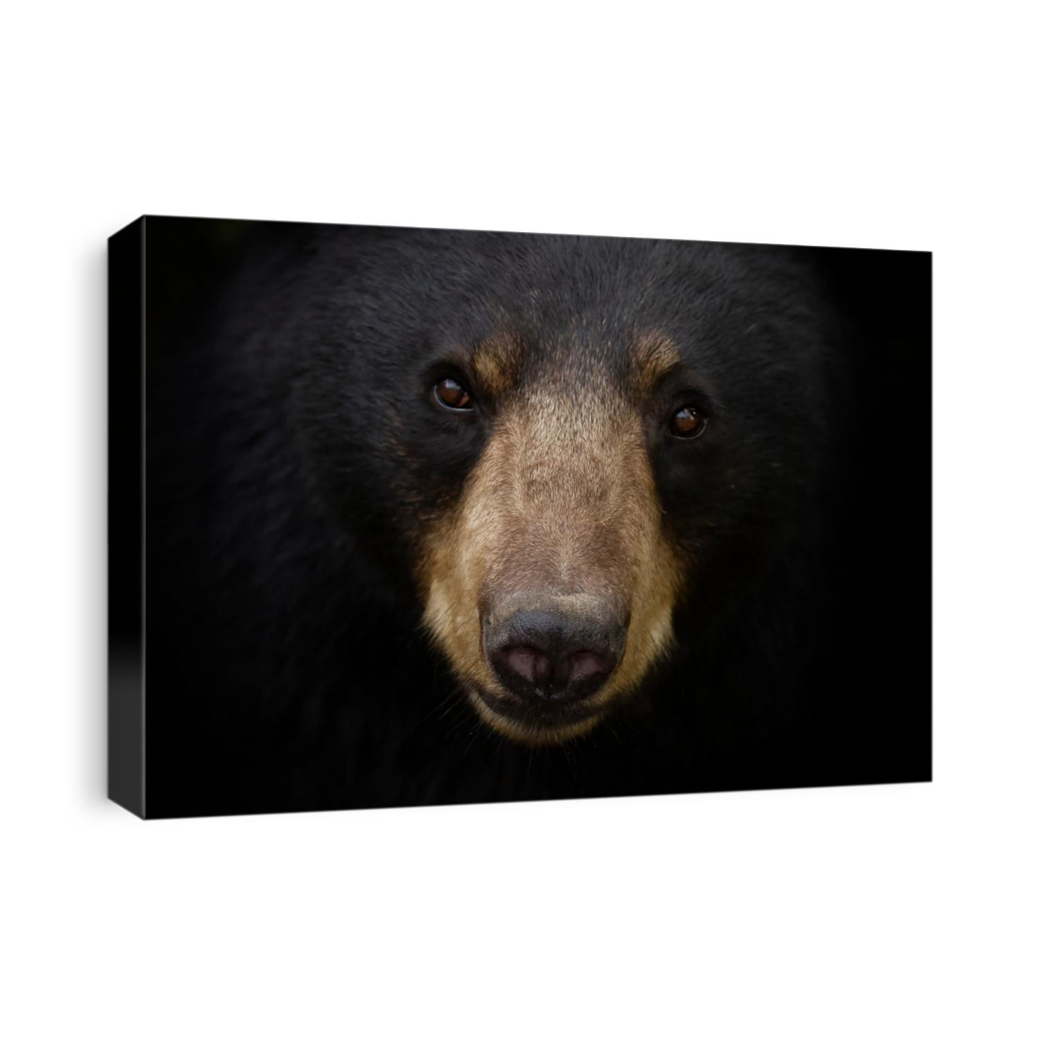 American Black bear face up close looking at the camera in the meadow in autumn in Canada