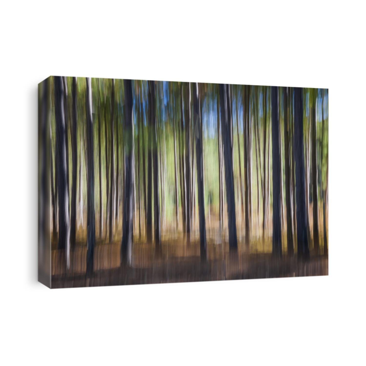 Abstract landscape of pine trees in bright sunny forest. Image produced by camera motion.