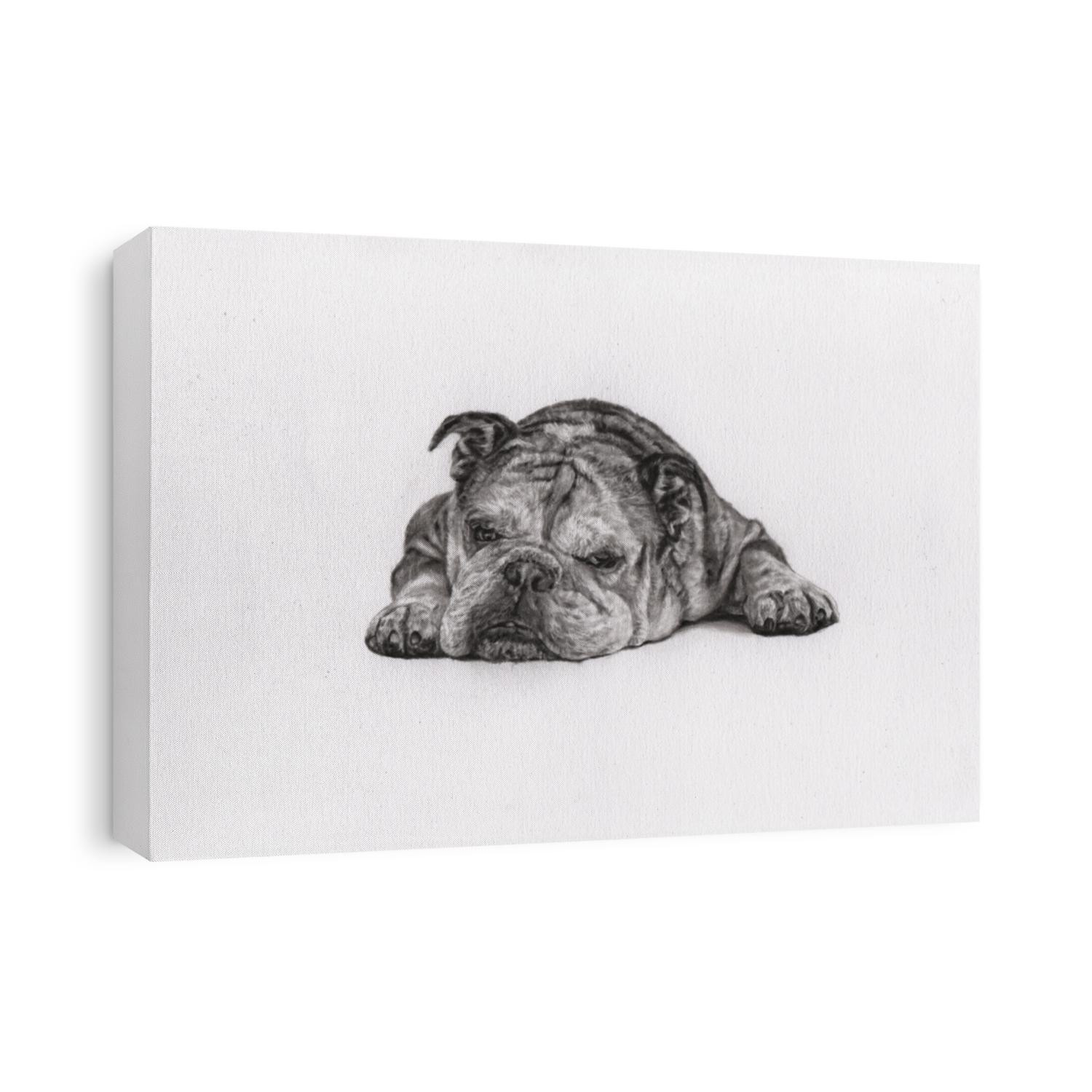Charcoal painting of bulldog on paper , Draw animals , Beautiful portrait , realistic