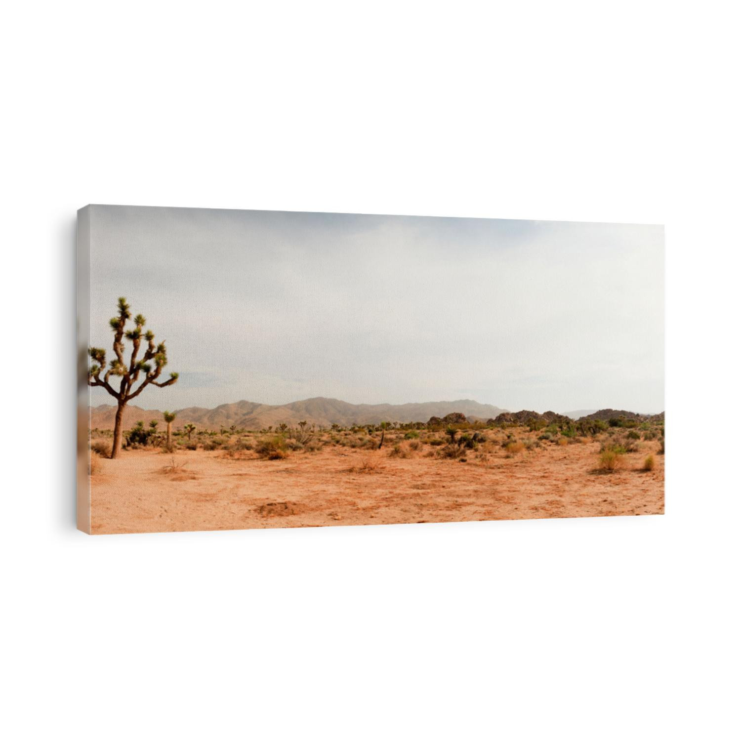 Panorama landscape of Joshua Tree National Park, USA.
