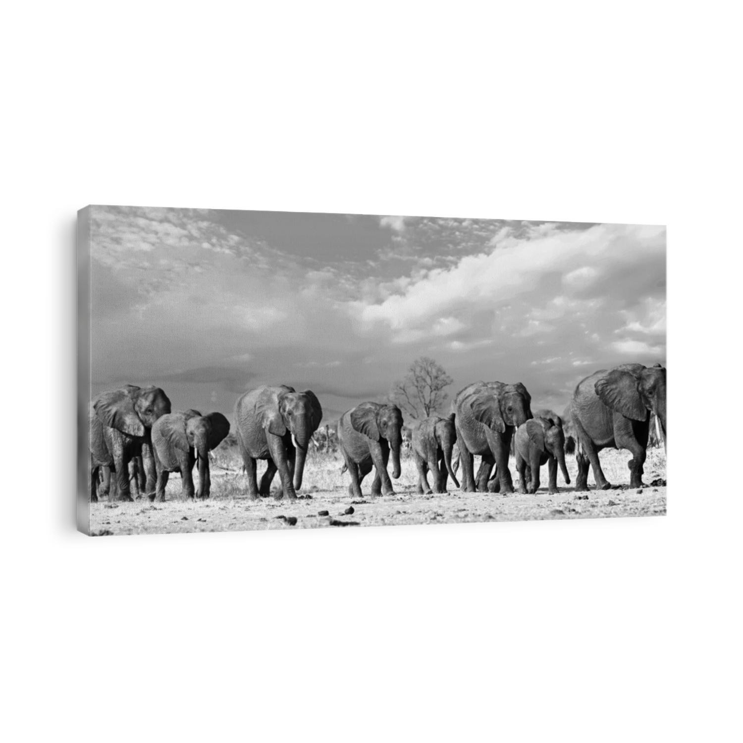 Panorama of a family herd of elephants walking across the golden sunlit African Plains in Hwange National Park, Zimbabwe, Southern Africa